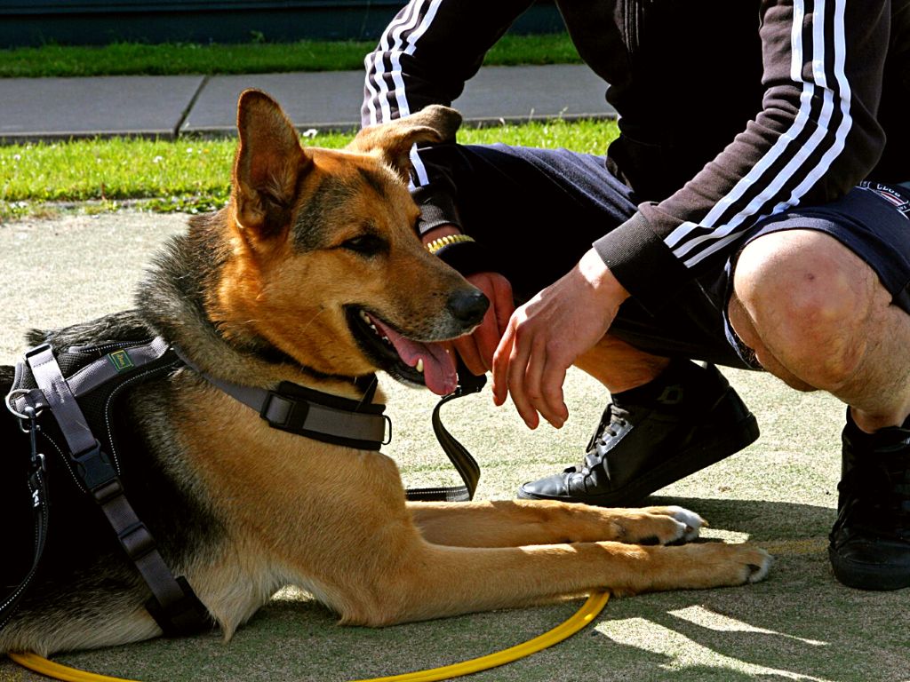 p 0.0 asielhonden (bekijk thema)