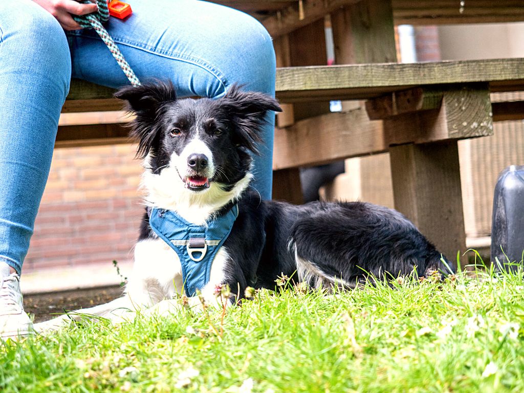 p 0.0 klaar voor hond